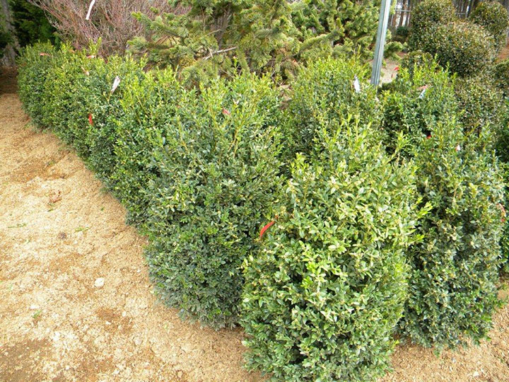 BUXUS NEWPORT BLUE 30 and 36